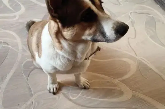 Найденные животные Нижний Тагил, фото: Найден собака, мужской, улица Ильича, Нижний Тагил - бело-коричневый окрас