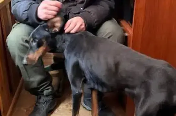 Найденные животные Воронеж, фото: Найдена собака, девочка, улица Еремеева, Воронеж - предположительно доберман