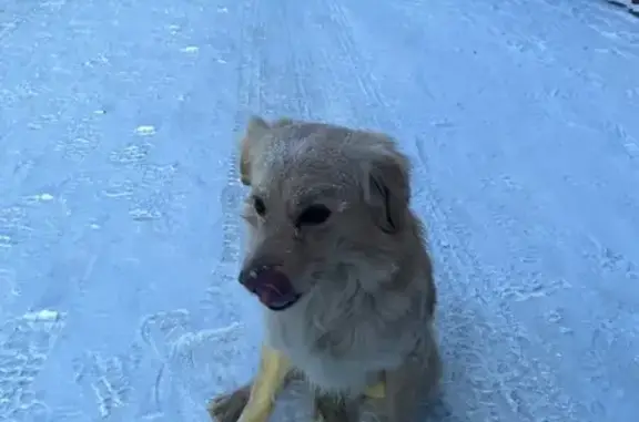 Найден собака, улица Елизаровых, 49, Томск - очень добрый мальчик - photo