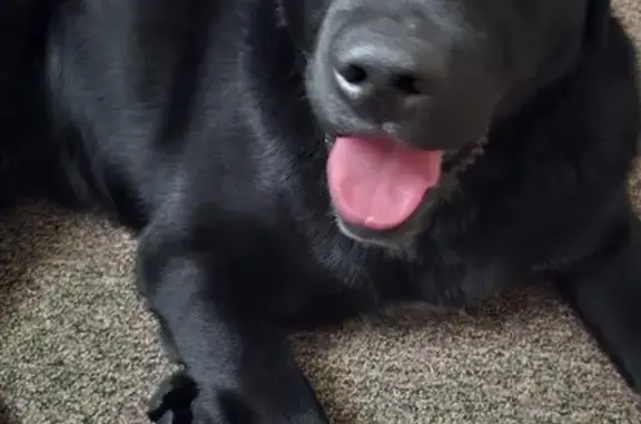 Найденные животные Краснодар, фото: Найден собака, мужской, ул. Генерала Петрова, Краснодар