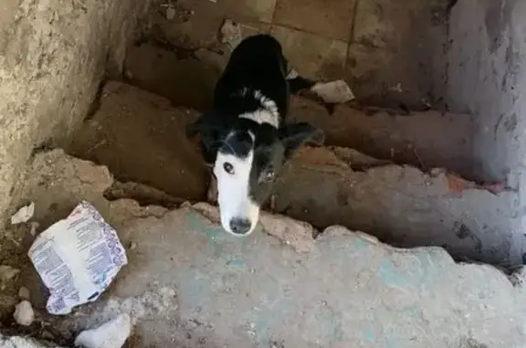 Найдена собака, Калуга, фото: Найдена собака, Хрустальная улица, 68, Калуга - черный с белым, пол головы белая пол черная