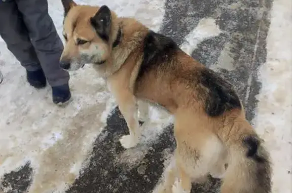 Объявления о пропавших и найденных животных, Долгопрудный, фото: Найден собака, мужской, Советская улица, 32, Долгопрудный