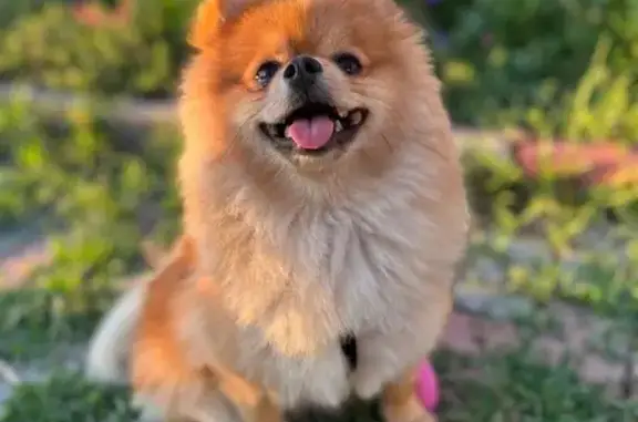 Собаки потеряшки, Нижний Новгород, фото: Потеряшка собака, Победная улица, 14, Нижний Новгород - рыженькая и ласковая