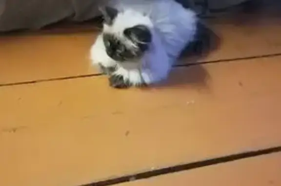 Потерянные животные Барнаул, фото: Пропала кошка, Водопроводная улица, 27, Барнаул - белая пушистая с чёрной мондой