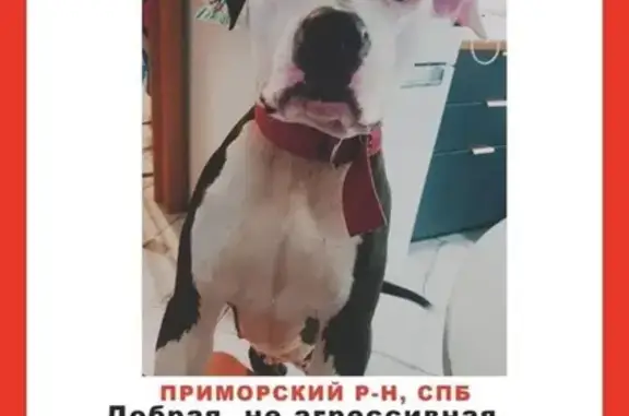 Пропала собака, улица Лидии Зверевой, 5 к1, Санкт-Петербург - черно-белый окрас - photo