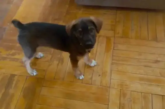 Найден собака, улица Каяни, 17, Ростов-на-Дону - черно-коричневый окрас - photo