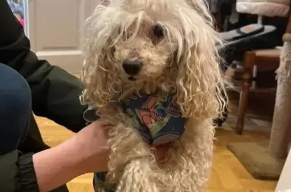 Найденные животные Санкт-Петербург, фото: Найдена собака, мужской, 17-я линия В.О., Санкт-Петербург - пуделёк светлый