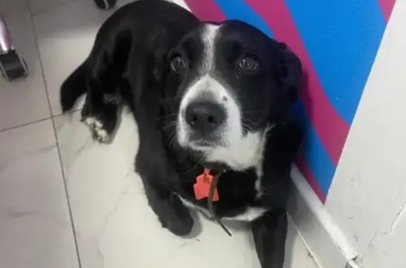 Найденные животные Челябинск, фото: Найдена собака, Титановая улица, 1, Челябинск - ошейник с биркой, кличка Сенди