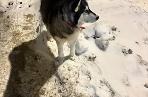 Объявления о пропавших и найденных животных, Южно-Сахалинск, фото: Найдена собака, проспект Мира, Южно-Сахалинск - похожа на хаски с красным ошейником