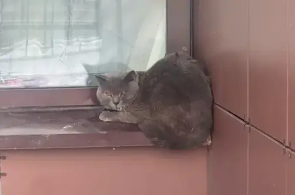 Найденные животные Набережные Челны, фото: Найдена кошка, 63/1А, Набережные Челны - похож на британца, но очень худой