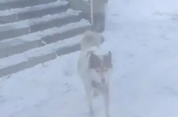 Найдена собака, Челябинск, фото: Найдена собака, Ключевая улица, 8А, Челябинск - рыжие пятна на спине