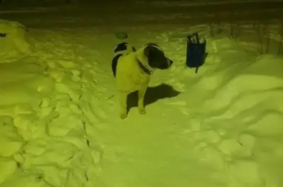 Найденные животные Екатеринбург, фото: Найдена собака, Камчатская улица, Екатеринбург - белый с пятнами окрас