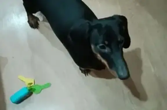 Найденные животные Волгоград, фото: Найдена собака, Московская улица, 4Г, Волгоград - очень ласковая и любит детей