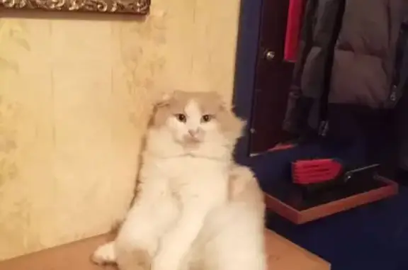 Пропал кот, городское поселение Людиново, Калужская область - вышел погулять и не пришел - photo