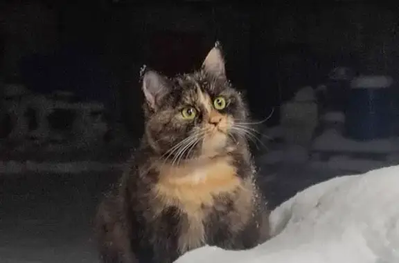 Пропала кошка, улица Щербакова, 14 к1, Санкт-Петербург - трёхцветная в шлейке и ошейнике - photo