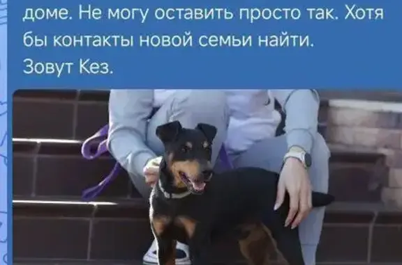 Пропал собака, Санкт-Петербург - мальчик знает команды - photo