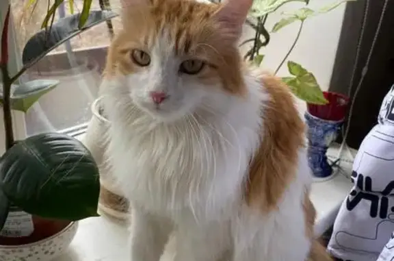 Пропала кошка, Будённовская улица, 124Б, Новочеркасск - обрубленное ушко, эпилепсия - photo