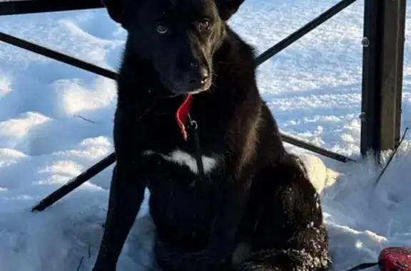 Найдена собака, Красное, фото: Найдена собака, Малая улица, 19, Красное Село - чёрная с белым пятном на груди