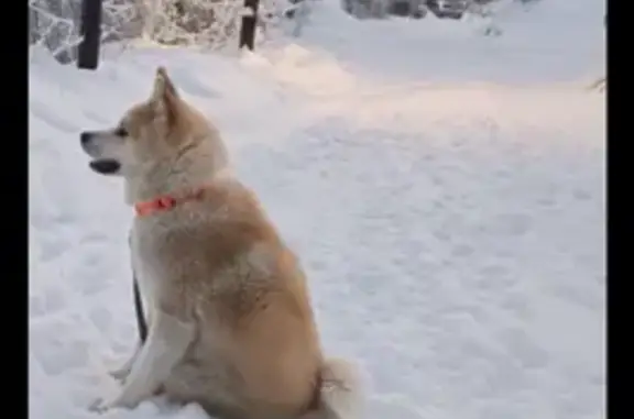Пропала собака, Малая Соляная улица, 26, Саратов - рыжая акита похожа на лисичку - photo