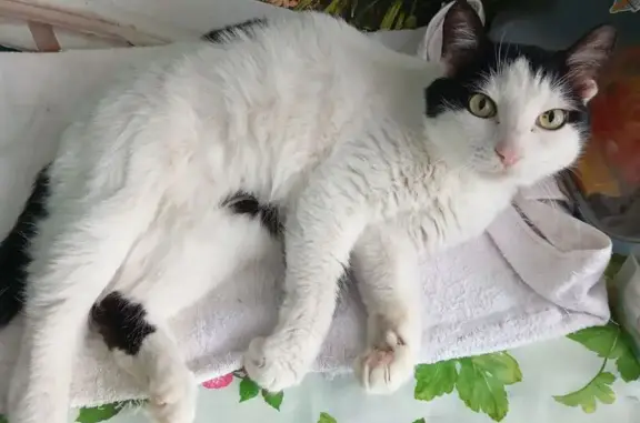 Найденные животные Саяногорск, фото: Найден кот, 67, Саяногорск - взрослый кастрат, спокойный и ласковый