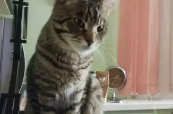 Пропал кот, улица Ломоносова, 35, Сосенский - откликается на кличку Миша - photo