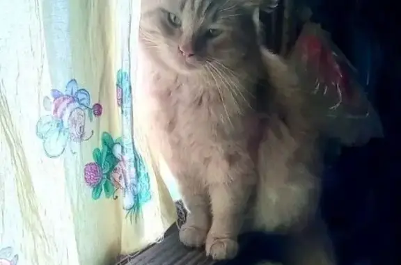Пропала кошка, улица Луначарского, 5, Еманжелинск - рыжий, пушистый - photo