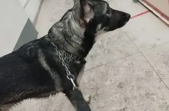 Найденные животные Санкт-Петербург, фото: Найдена собака, женский пол, улица Карпинского, 28 к3, Санкт-Петербург - строгий ошейник и намордник