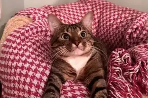 Пропал кот, СНТ Южное, Коммунар - зовут Тим - photo