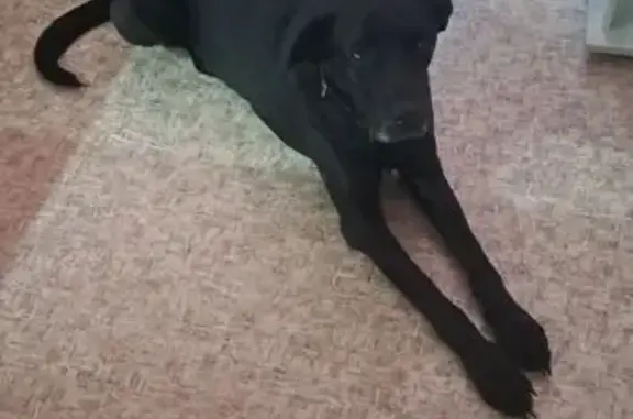 Найдена собака, Красное, фото: Найдена собака, женский пол, улица Освобождения, 31 к1, Красное Село