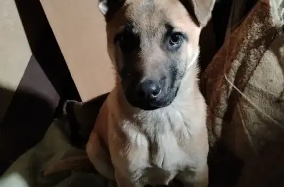 Найдена собака, Майкоп, фото: Найдена собака, Республиканская улица, Майкоп - девочка, похожа на щенка малинуа