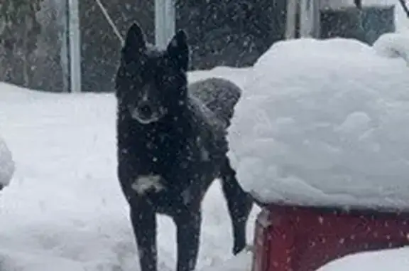 Собаки потеряшки, Саранск, фото: Потеряшка собака, улица 8 Марта, 8, Саранск - чёрный с белой грудкой