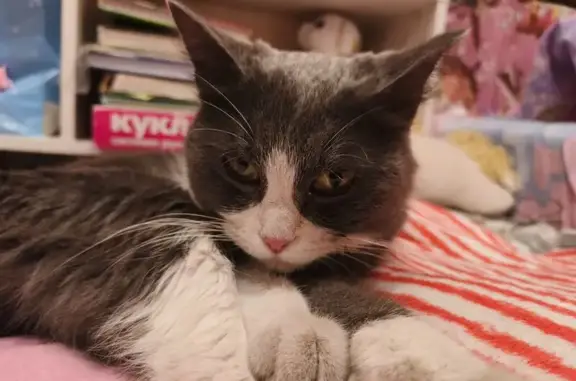 Найдена кошка, Ленинск-Кузнецкий, фото: Найдена кошка, Ульяновская улица, 4, Ленинск-Кузнецкий - серо-белая с зеленым ошейником