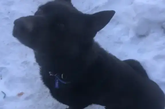 Найдена собака, Старый Оскол, фото: Найден собака, мужской, улица Архитектора Бутовой, Старый Оскол