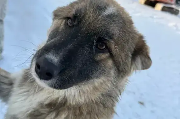 Пропала собака, 2, Ангарск - крупный щенок с белыми носочками - photo