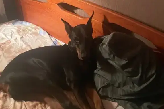 Пропала собака, Лыжный переулок, Санкт-Петербург - порода доберман, очень дружелюбная - photo