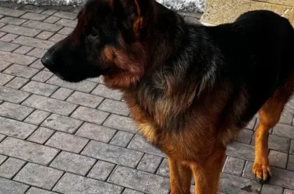 Найдена собака, Астрахань, фото: Найдена собака, Минусинская улица, 8, Астрахань - кобель с черно-синим ошейником