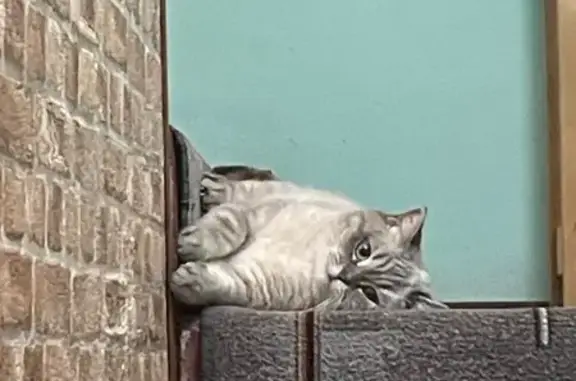 Пропала кошка, улица Чайковского, 16, Владивосток - британка, отзывается на имя Руся - photo