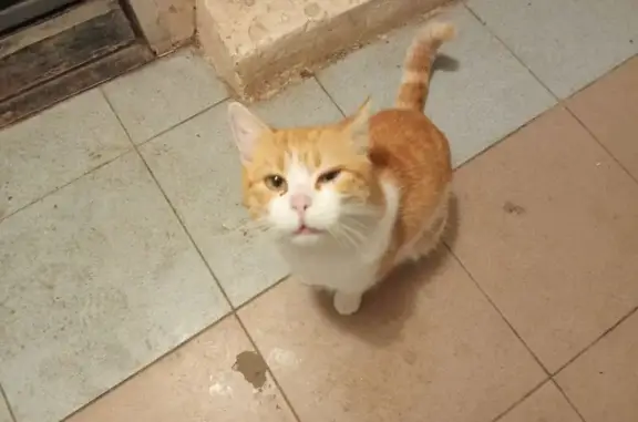 Найденные животные Тимашевск, фото: Найдена кошка, мужской, Свободная улица, 83, Тимашёвск - наглое бесстрашное крикливое