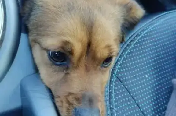 Найдена собака, Саранск, фото: Найдена собака, улица Веселовского, 49, Саранск - рыжий окрас с чёрными полосками