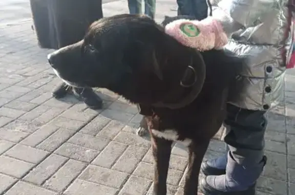 Найдена собака, Калининград, фото: Найдена собака, мужской, проспект Мира, 84, Калининград - чёрный с белым пятном