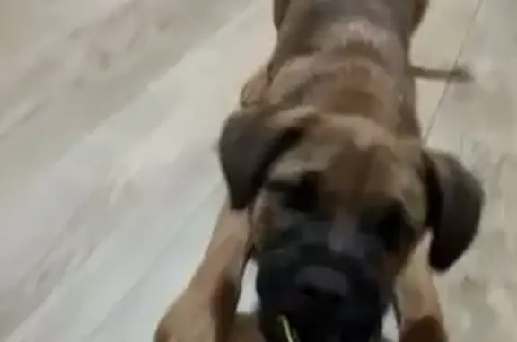 Пропал собака, Школьная улица, 153, Будённовск - тёмно коричневый и светлые пятна - photo