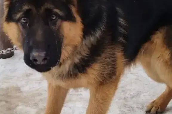 Пропала собака, мужской, Вокзальная улица, 19А, городской округ Бузулук - чёрный с рыжими лапками и белыми полосками - photo