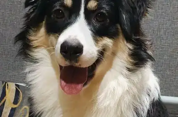 Пропала собака, Черноморская улица, Нижний Тагил - отзывается на 