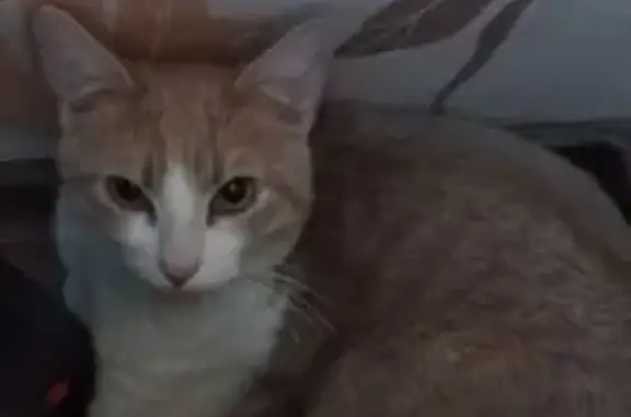 Найденные животные Санкт-Петербург, фото: Найден кот, Придорожная аллея, 21, Санкт-Петербург - персиковый окрас