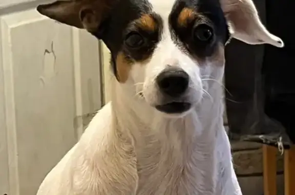 Пропала собака, проспект Стачки, Ростов-на-Дону - окрас белая с черными пятнами - photo