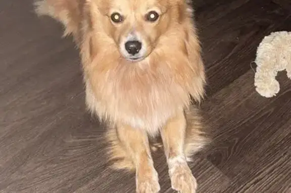 Пропал собака, Молодёжная улица, Йошкар-Ола - рыжий шпиц с шлейкой - photo