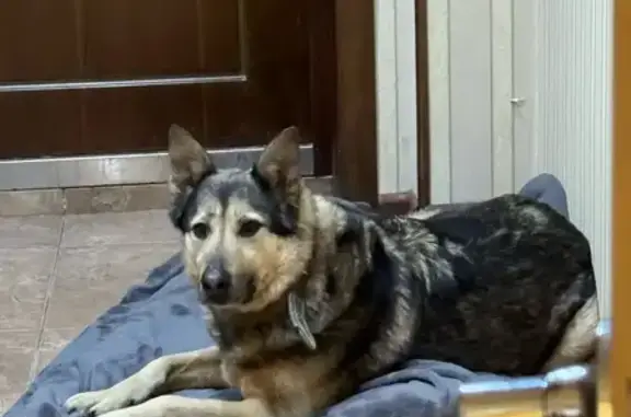 Собаки потеряшки, Подолы, фото: Потеряшка собака, 38, Подолы - выбежал за калитку