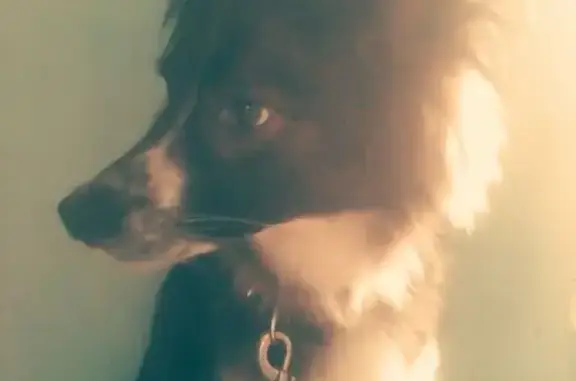 Пропала собака, улица Мирошниченко, Красноярск - бордер колли с белыми лапками - photo