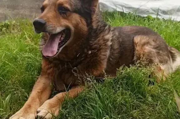 Потерянные животные Вязьма, фото: Пропал собака, мужской, Советская площадь, Вязьма - был в ошейнике