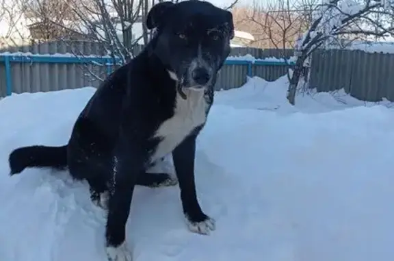 Найдена собака, Бессоновка, фото: Найден собака, Бессоновка, Пензенская область - чёрно-белый, молодой и дружелюбный